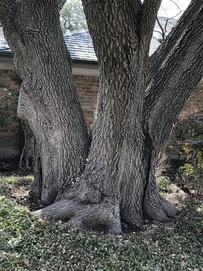 Mature heritage tree close to a Townsend property cared for by certified arborists